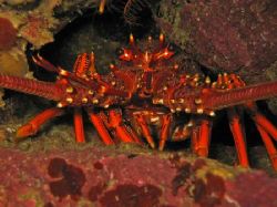 Crayfish hiding in ledge. 
about 30m, Canon A85 and inte... by Martina Fuchsberger 